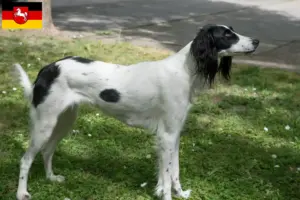 Read more about the article Taigan breeders and puppies in Lower Saxony