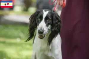 Read more about the article Taigan breeders and puppies in Mecklenburg-Vorpommern