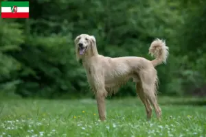 Read more about the article Taigan breeders and puppies in North Rhine-Westphalia
