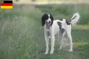 Read more about the article Taigan breeders and puppies in Rhineland-Palatinate