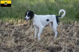 Read more about the article Taigan breeders and puppies in Saxony-Anhalt
