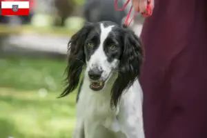 Read more about the article Taigan breeders and puppies in Thuringia