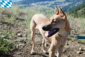Read more about the article Taiwan dog breeders and puppies in Bavaria