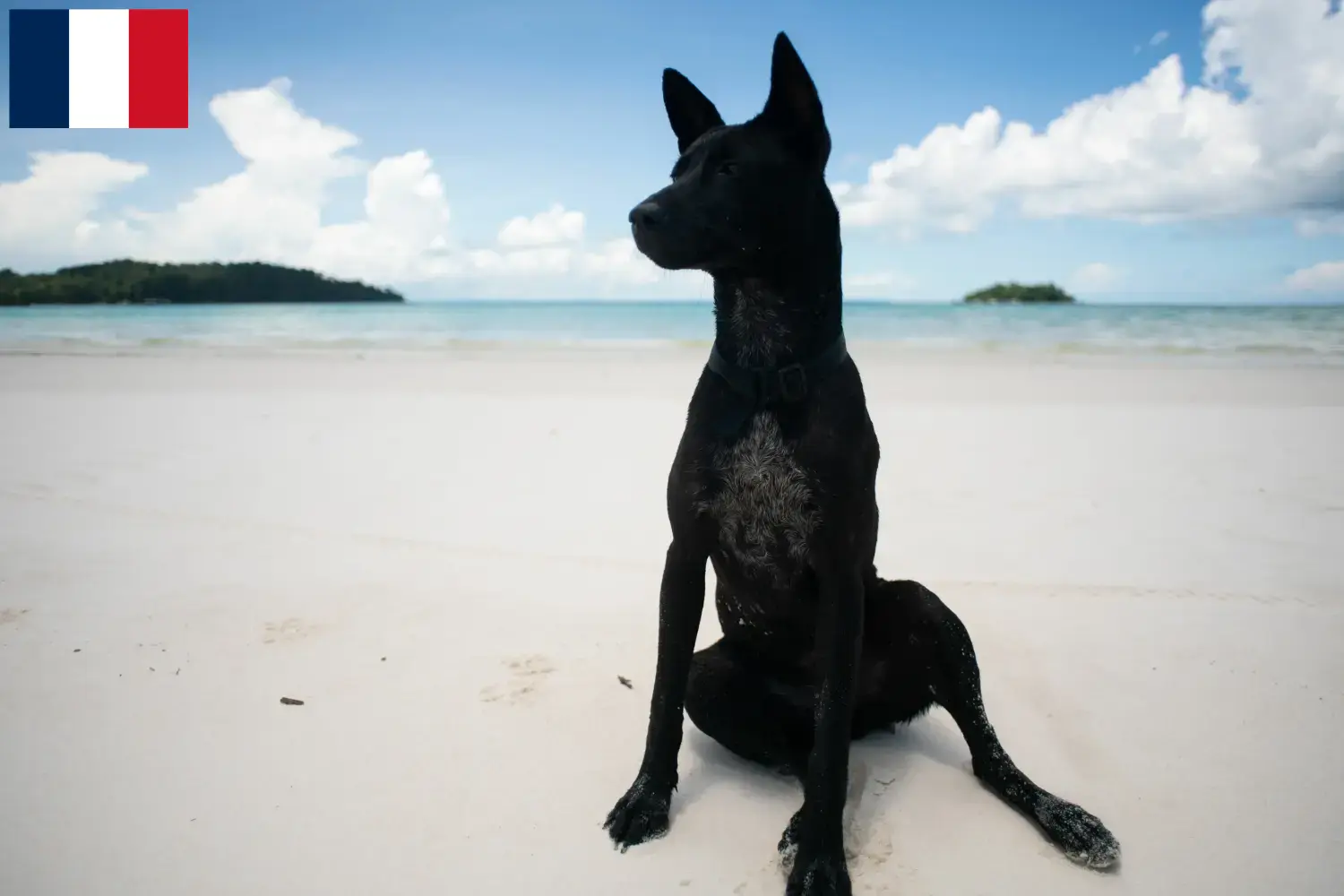 Taiwan dog puppies and breeders France Find Taiwanese dog breeders in France.