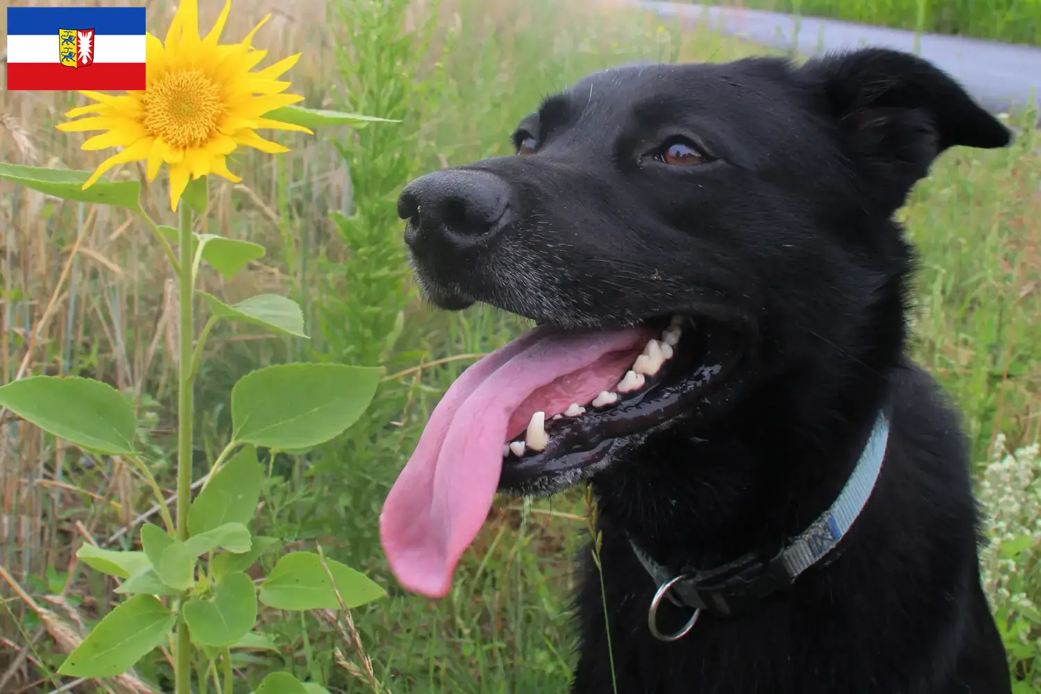Taiwan dog puppies and breeders Schleswig-Holstein Here you can find Taiwan dog breeders in Schleswig-Holstein.