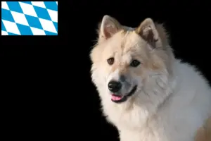 Read more about the article Thai Bangkaew Dog breeder and puppies in Bavaria