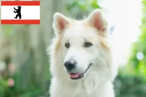 Read more about the article Thai Bangkaew Dog Breeder and Puppies in Berlin