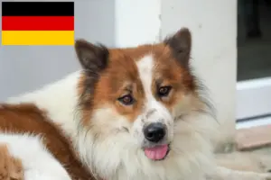 Read more about the article Thai Bangkaew Dog breeders and puppies in Germany