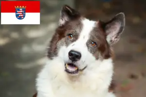 Read more about the article Thai Bangkaew Dog Breeder and Puppies in Hessen