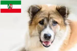 Read more about the article Thai Bangkaew Dog breeder and puppies in North Rhine-Westphalia