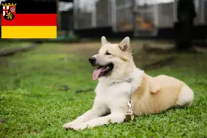 Read more about the article Thai Bangkaew Dog breeders and puppies in Rhineland-Palatinate