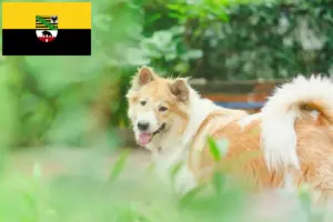 Read more about the article Thai Bangkaew Dog breeder and puppies in Saxony-Anhalt