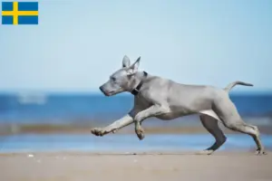Read more about the article Thai Ridgeback breeders and puppies in Sweden