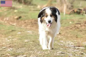 Read more about the article Tornjak breeders and puppies in the USA