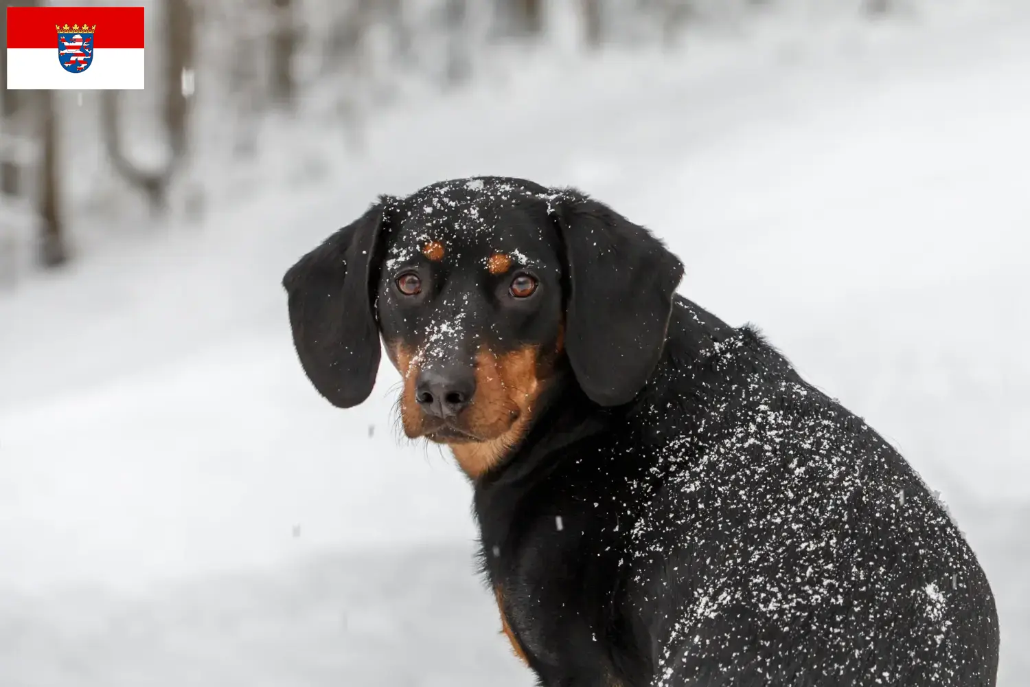 Tyrolean Bracke puppies and breeders Hessen Here you can find Tyrolean Bracken breeders in Hessen.