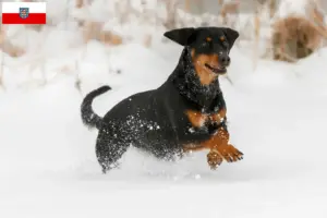 Read more about the article Tyrolean Bracke breeders and puppies in Thuringia