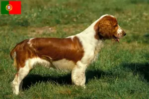 Read more about the article Welsh Springer Spaniel breeders and puppies in Portugal