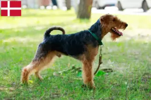 Read more about the article Welsh Terrier breeders and puppies in Denmark