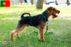Read more about the article Welsh Terrier breeders and puppies in Portugal