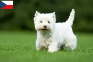 Read more about the article Westie breeders and puppies in the Czech Republic