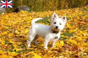 Read more about the article Westie breeders and puppies in Great Britain