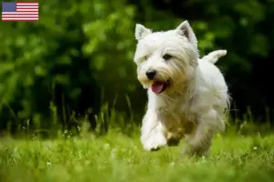 Read more about the article Westie breeders and puppies in the USA