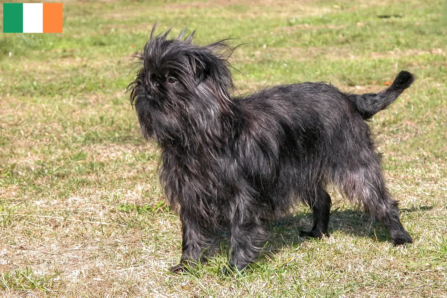 Affenpinscher puppies and breeders Ireland Find Affenpinscher breeders in Ireland here.