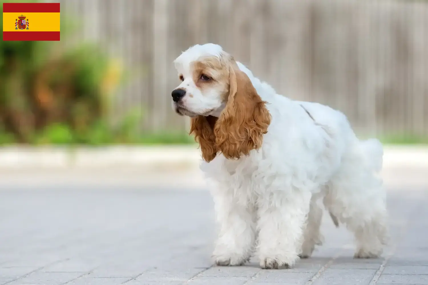 Read more about the article American Cocker Spaniel breeders and puppies in Spain