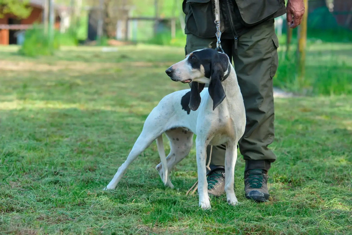 Ariégeois - My love for this dog breed. Why I love Ariégeois