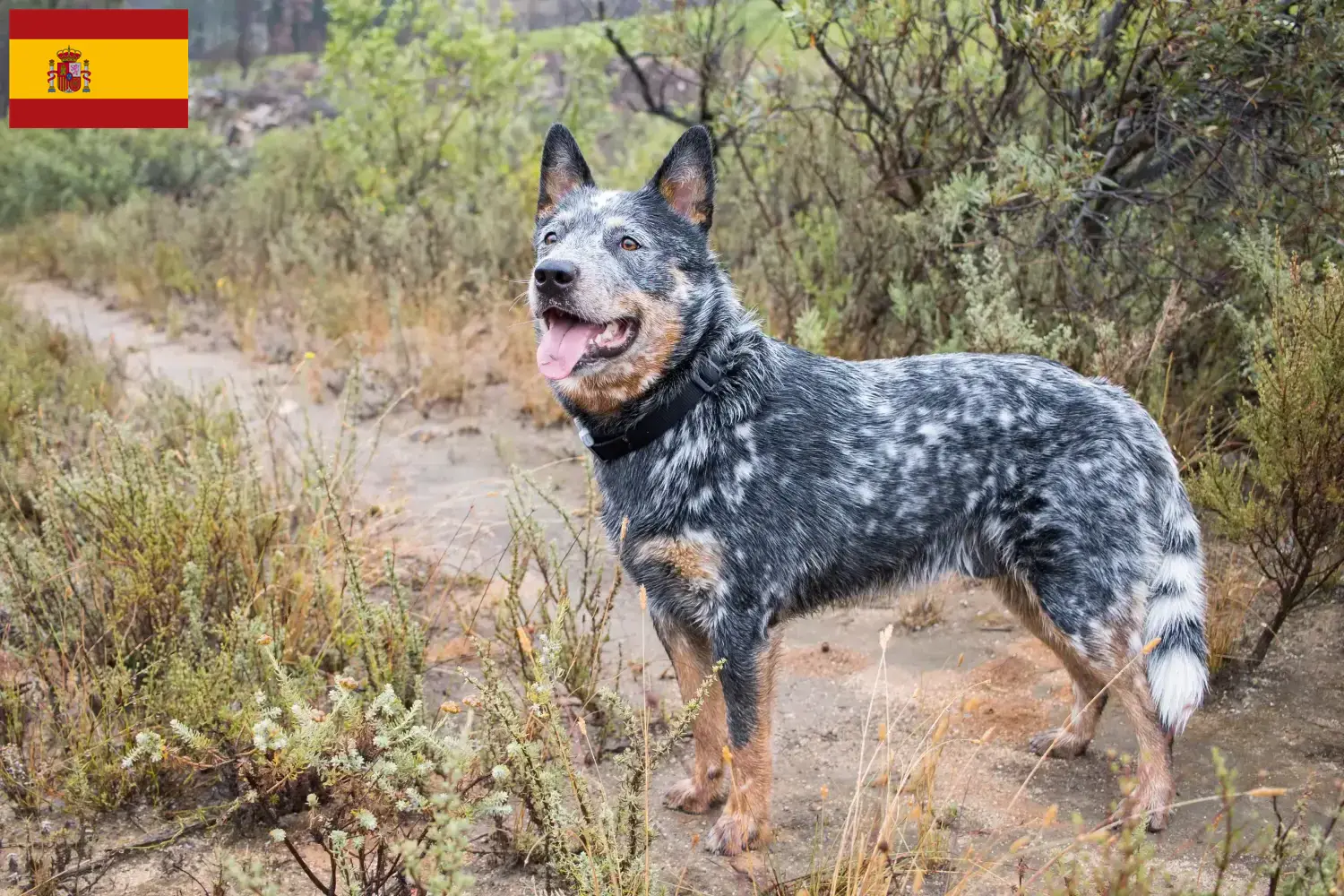 Australian Cattle Dog puppies and breeders Spain Find Australian Cattle Dogs breeders in Spain.