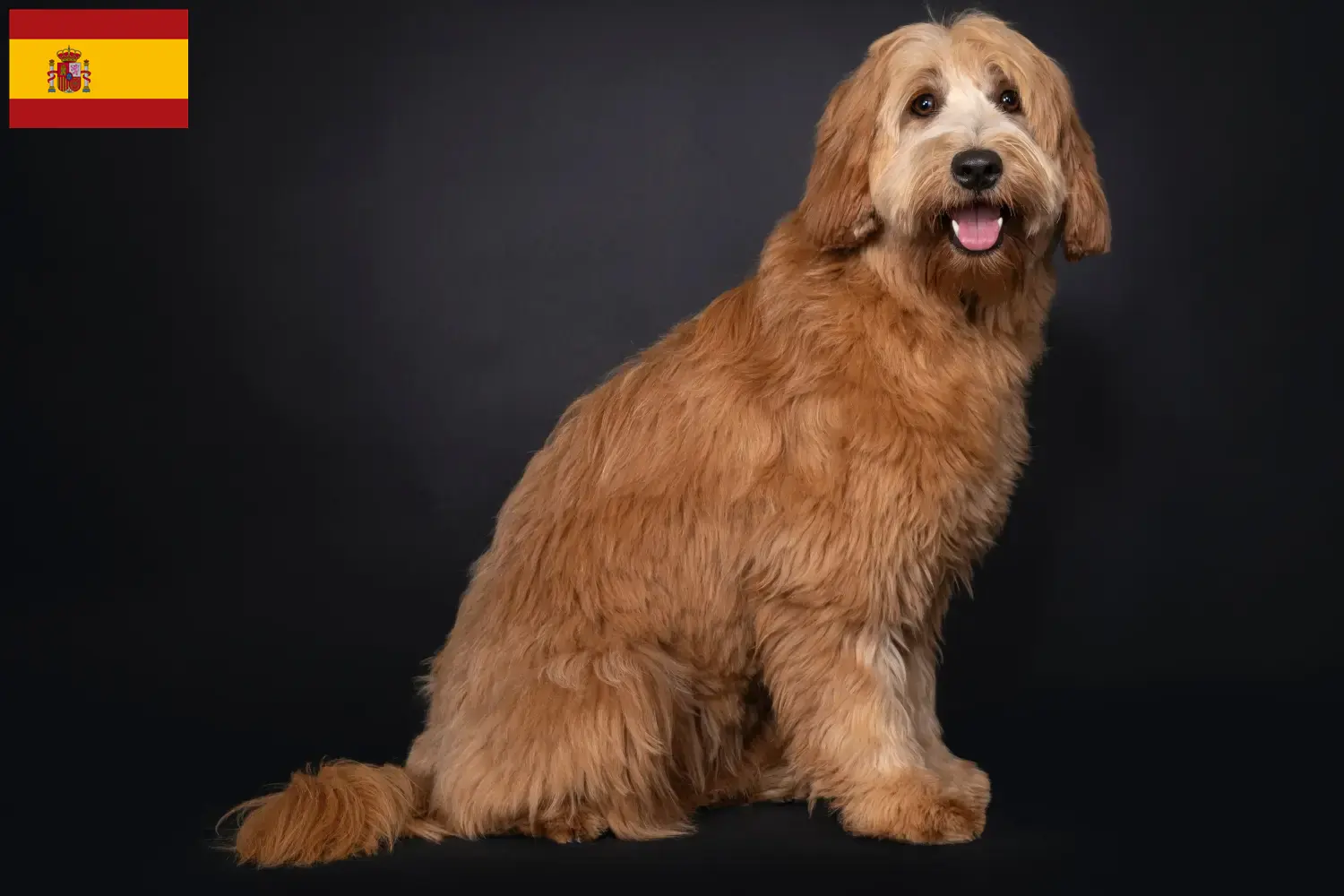 Read more about the article Australian Cobberdog breeders and puppies in Spain