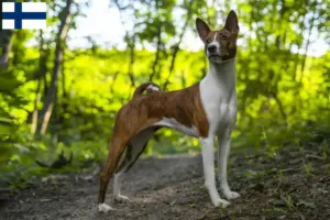 Read more about the article Basenji breeders and puppies in Finland