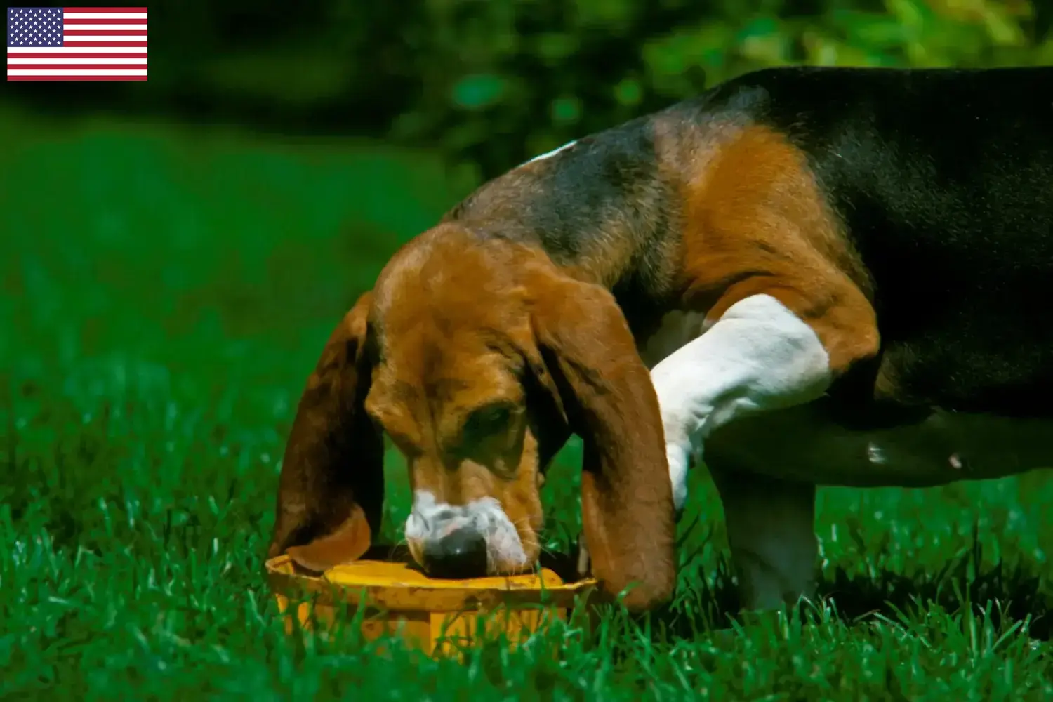 Basset Artésien Normand puppies and breeders USA Find Basset Artésien Normands breeders in the USA here.