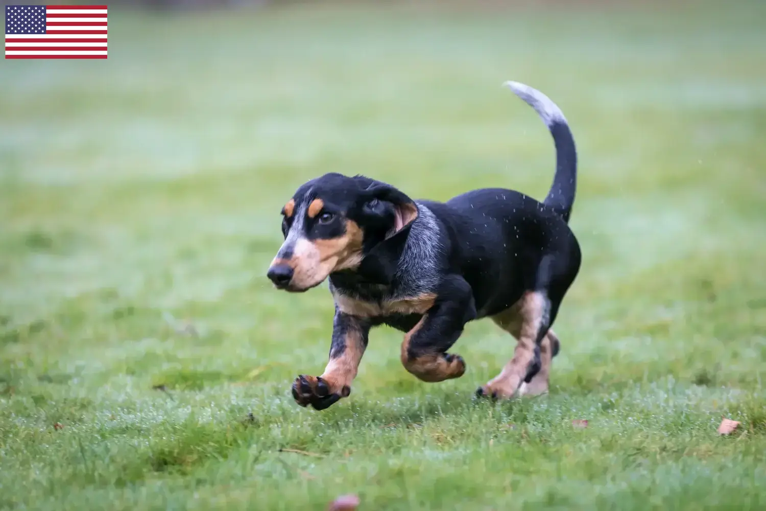 Read more about the article Basset bleu de Gascogne breeders and puppies in the USA