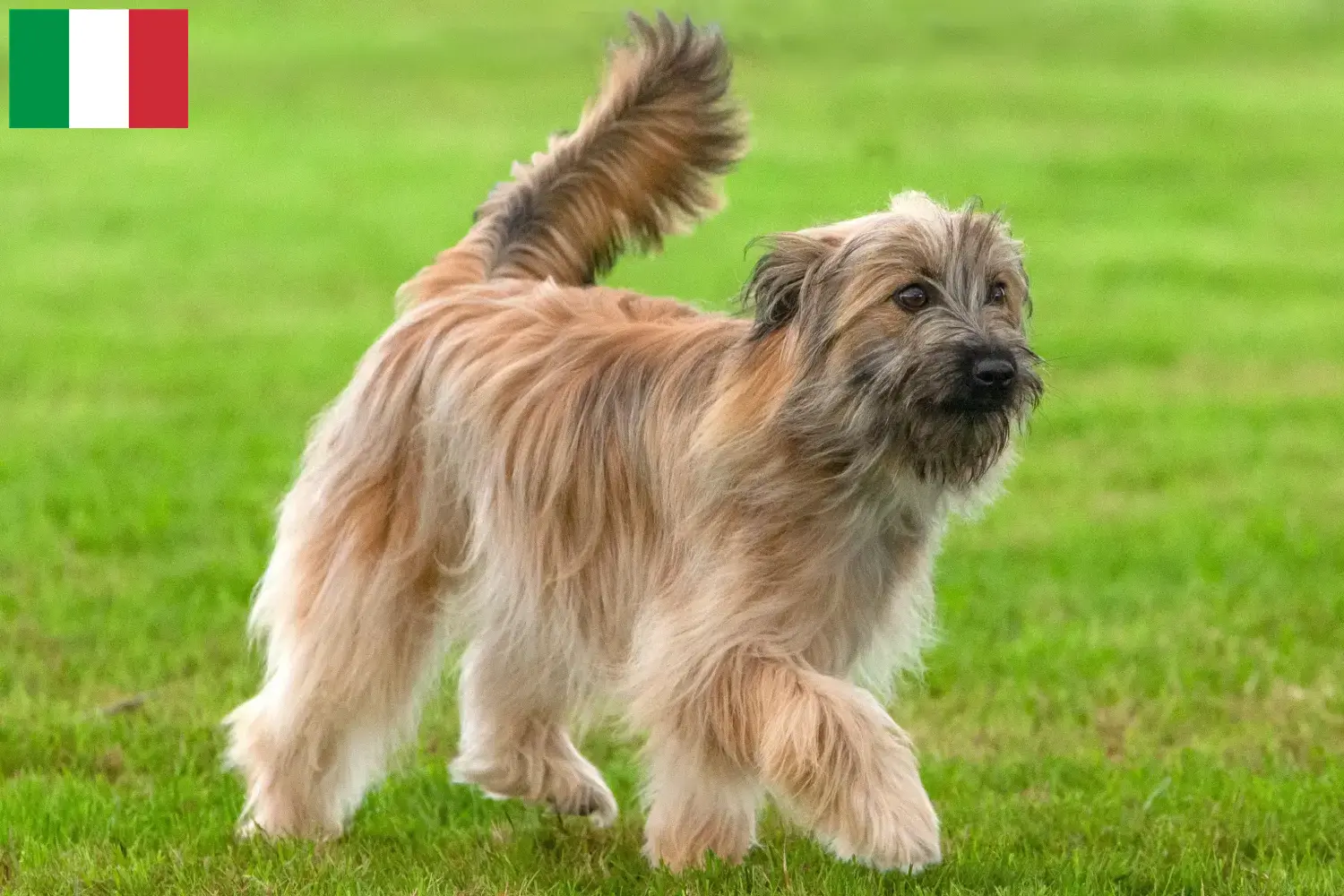 Read more about the article Berger des Pyrenees breeders and puppies in Italy