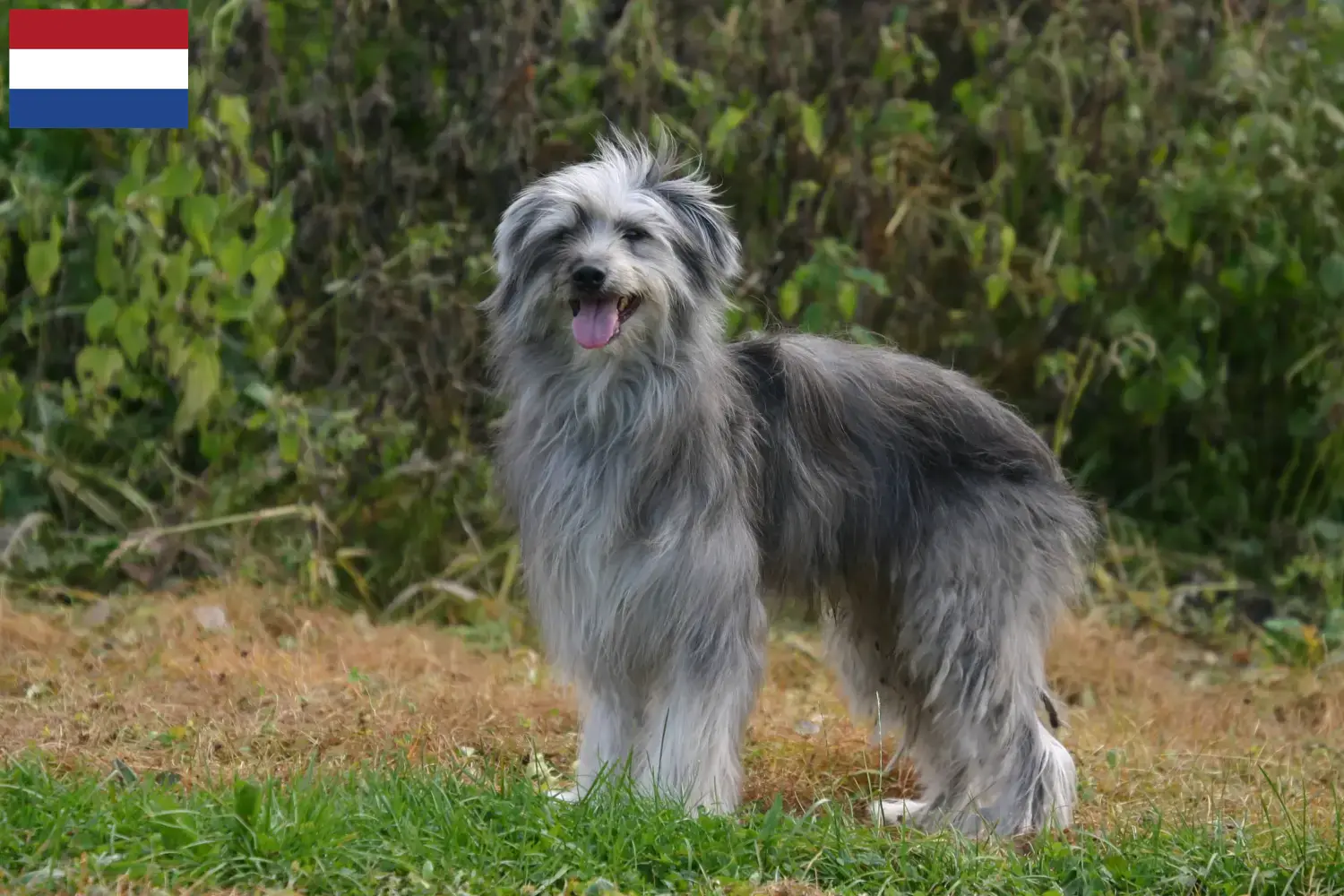 Read more about the article Berger des Pyrenees breeders and puppies in the Netherlands