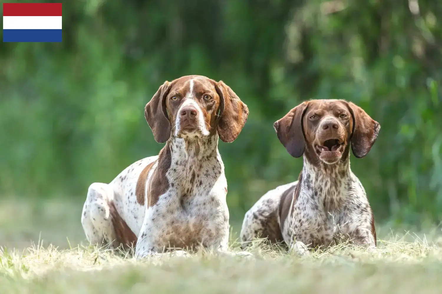 Read more about the article Braque français type Gascogne breeders and puppies in the Netherlands