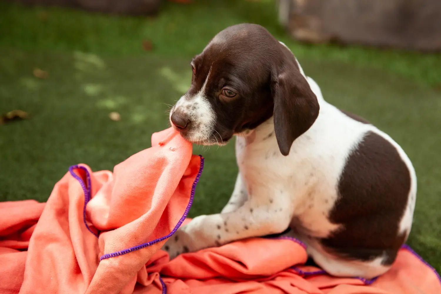 Buying a Braque français type Gascogne puppy means taking responsibility! Braque français type Gascogne puppies for sale.