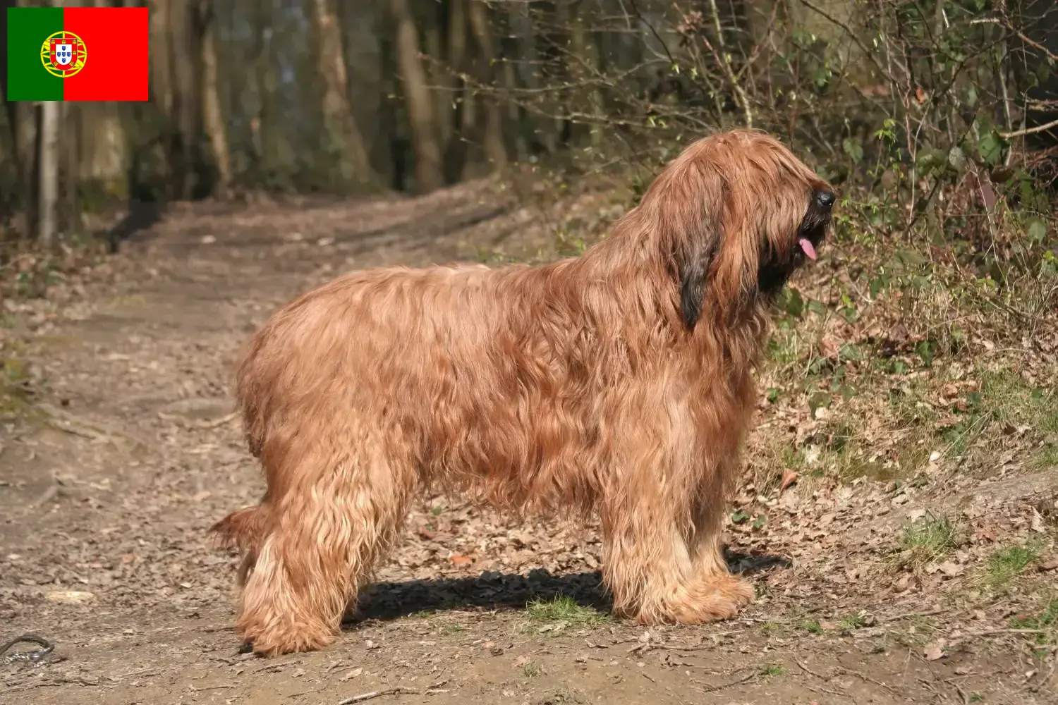 Briard puppies and breeders Portugal Here you can find Briard breeders in Portugal.