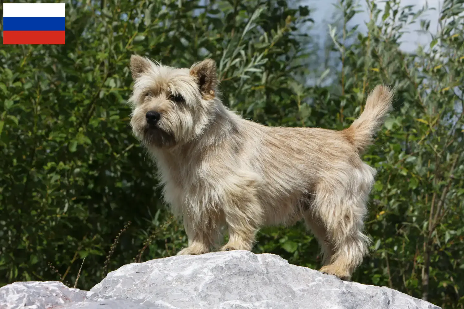 Read more about the article Cairn Terrier breeders and puppies in Russia