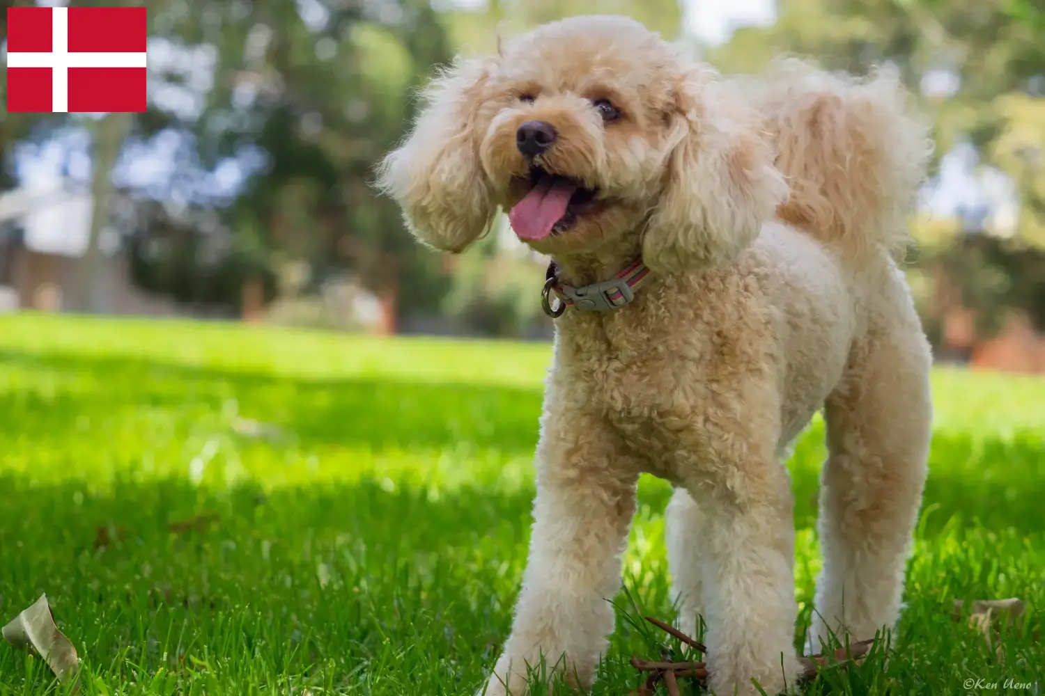 Cavoodle puppies and breeders Denmark Here you can find Cavoodles breeders in Denmark.