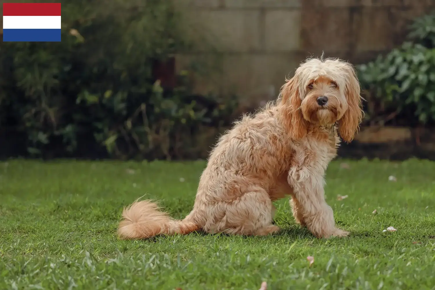 Cavoodle puppies and breeders Netherlands Here you can find Cavoodles breeders in the Netherlands.