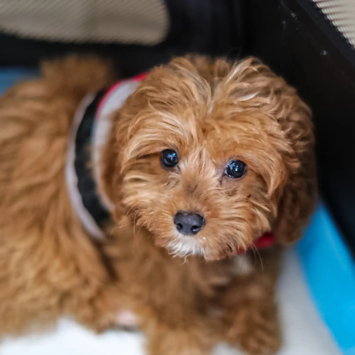 Buying a Cavoodle puppy means taking responsibility! Buy Cavoodle puppies.