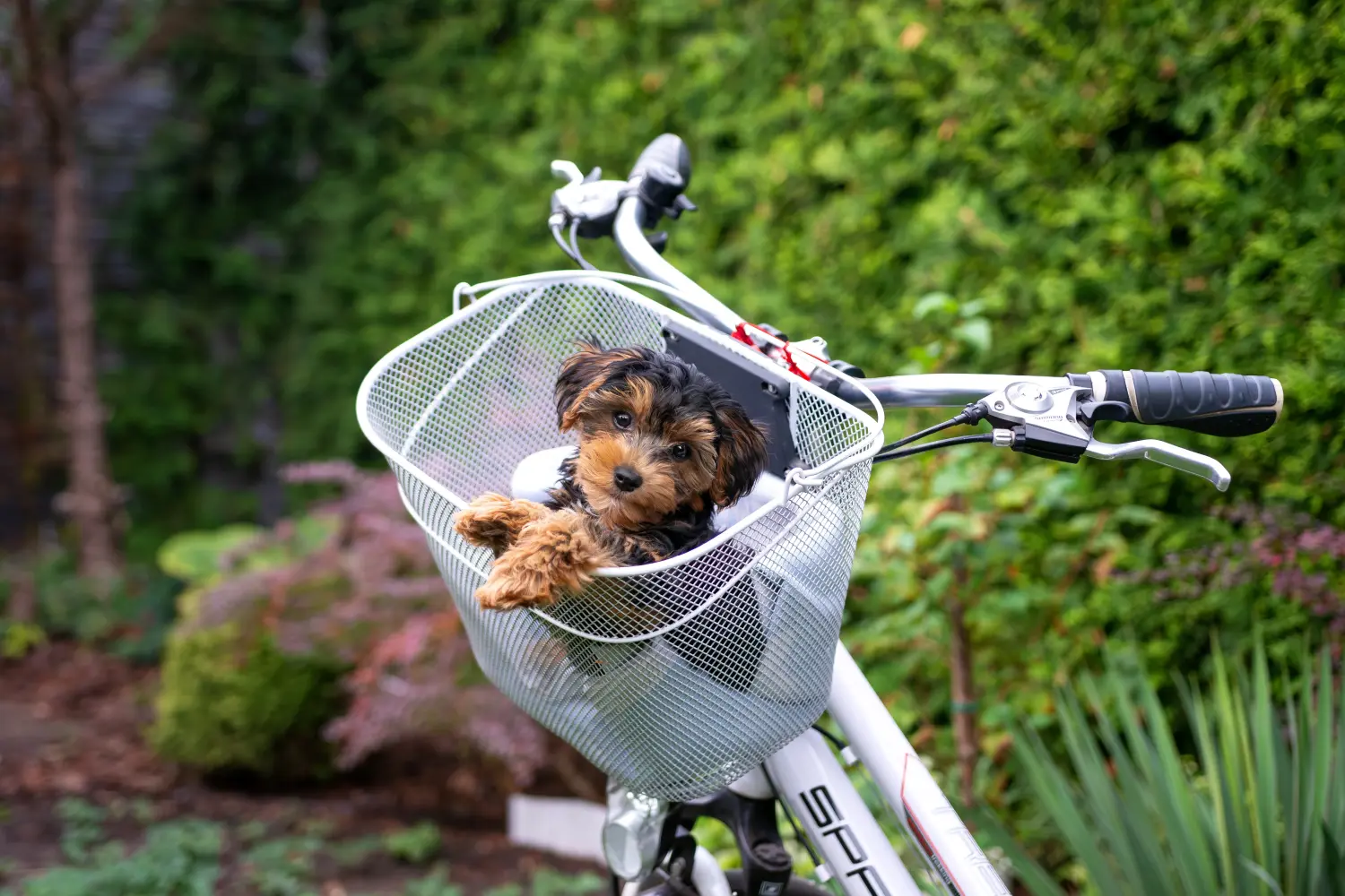 Buying a Cavoodle puppy means taking responsibility! Buy Cavoodle puppies.