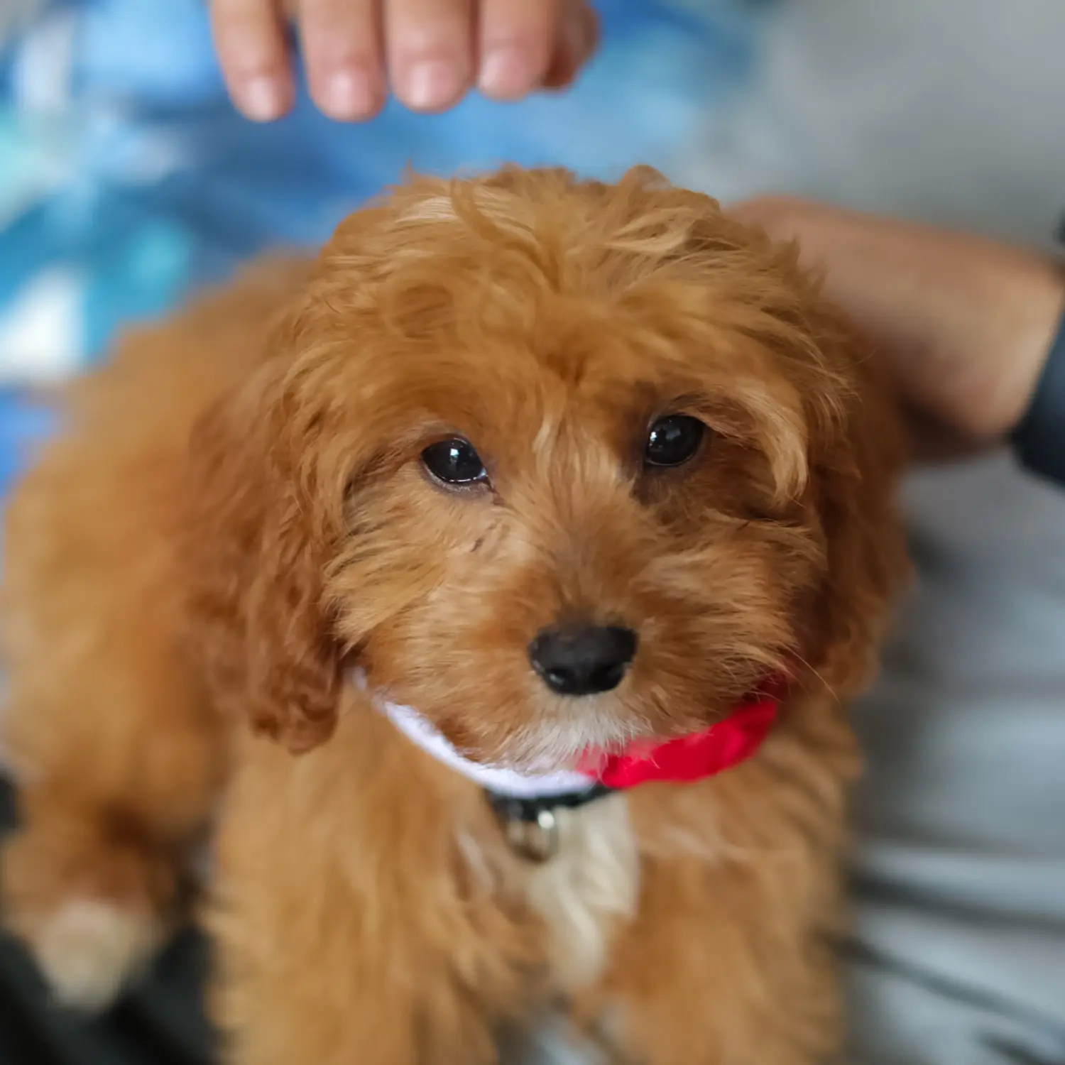 Buying a Cavoodle puppy means taking responsibility! Buy Cavoodle puppies.