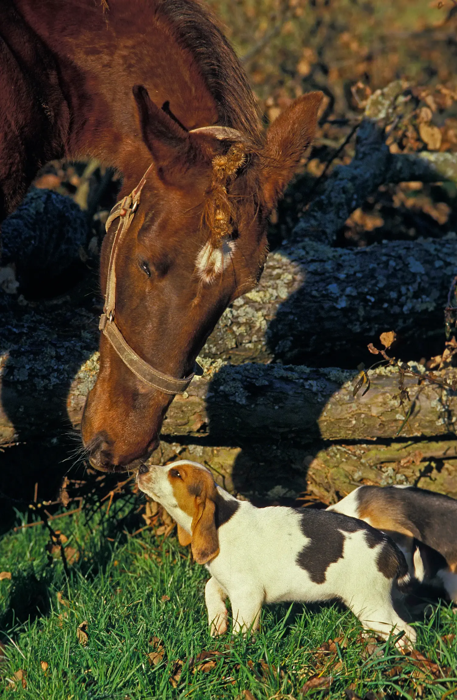 Buying a Chien d'Artois puppy means taking responsibility! Buy Chien d'Artois puppies.