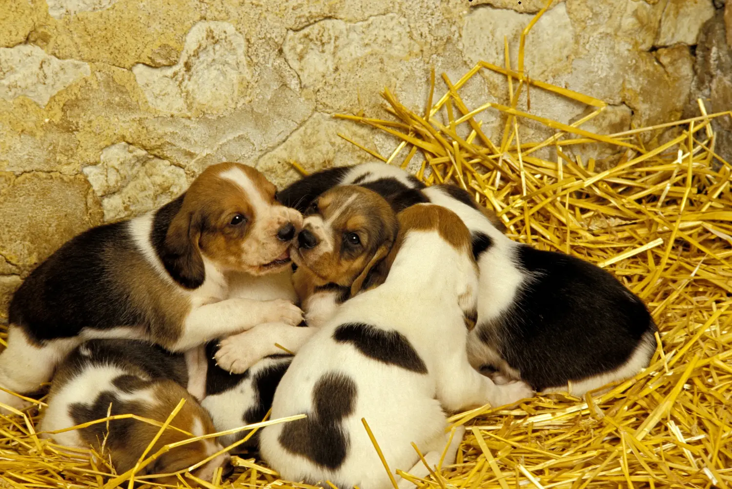 Buying a Chien d'Artois puppy means taking responsibility! Buy Chien d'Artois puppies.