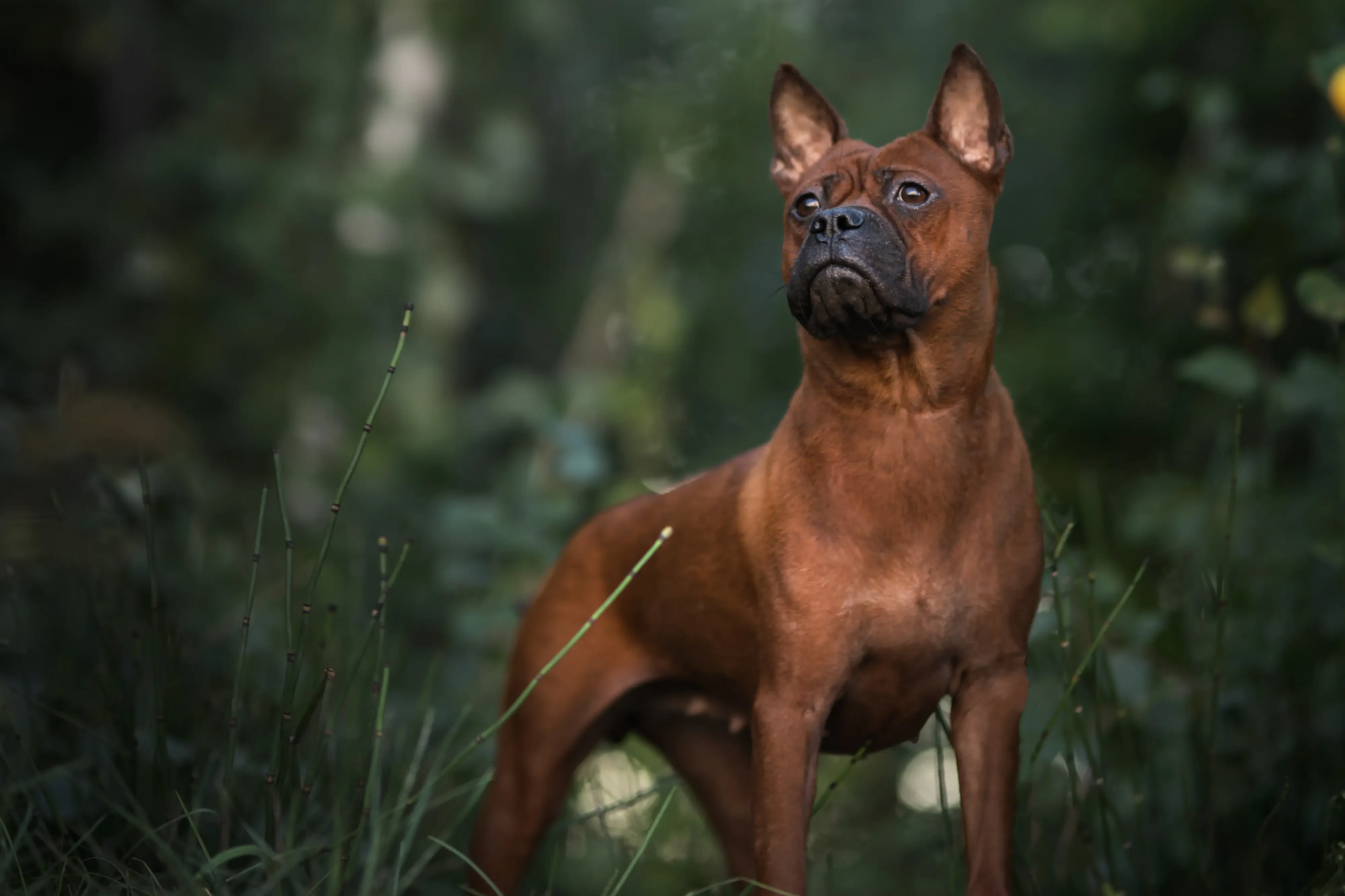 Chinese Chongqing Dog puppies and breeders Find Chinese Chongqing Dogs breeders near you.