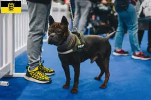 Read more about the article Chinese Chongqing Dog breeders and puppies in Bavaria