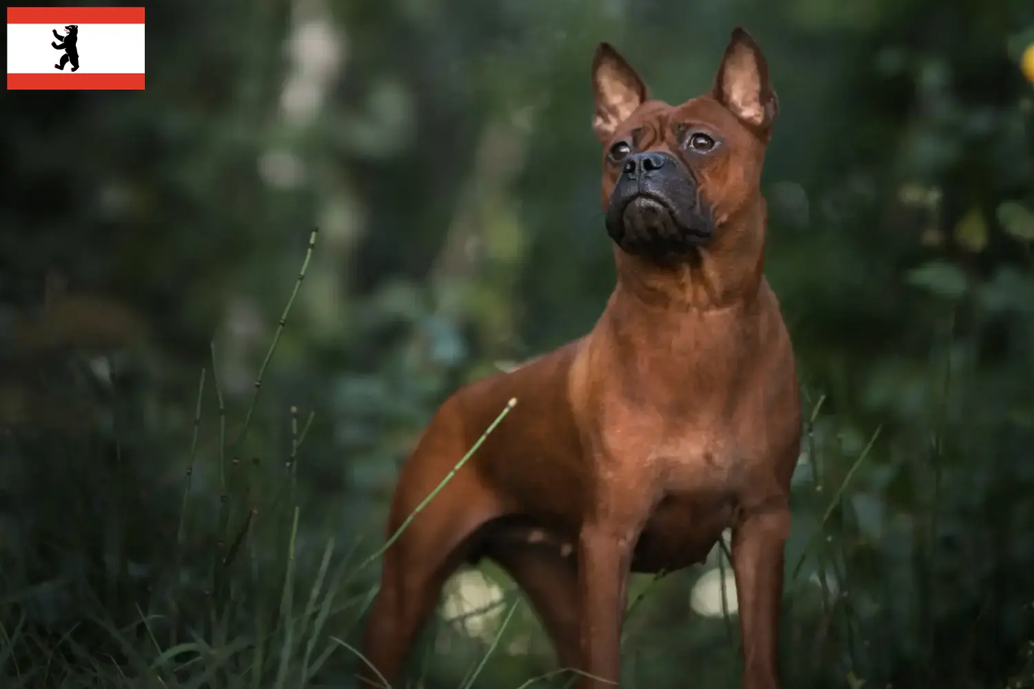 Read more about the article Chinese Chongqing Dog breeders and puppies in Brandenburg